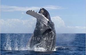 Save the Date for WHALE TAILS 2015 in Maui